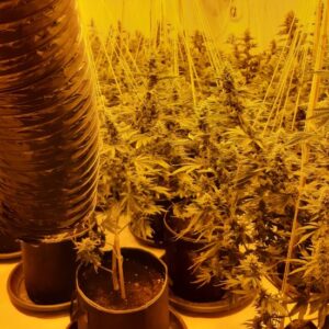 aldershot-cannabis.jpg