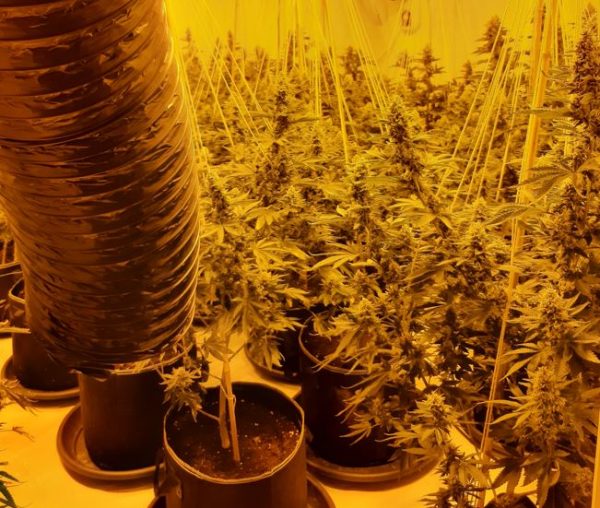 aldershot-cannabis.jpg