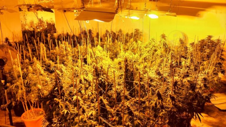 cannabis-plants.jpg