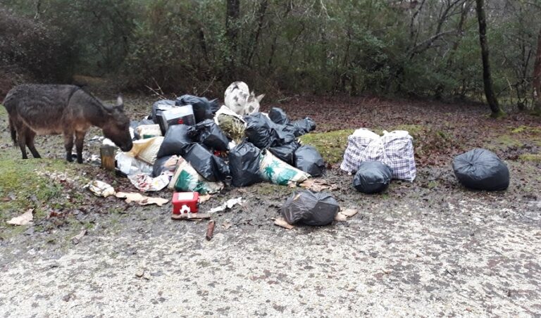 donkeyeatingflytip.jpg