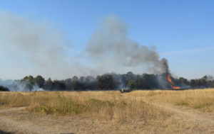 Police launch arson investigation into fire that ripped through woodland and endangered lives in Southampton