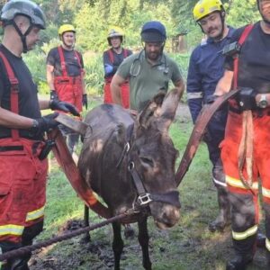 Firefighters Rescue Donkey Stuck in Mud Near Liss