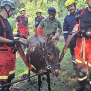 Firefighters Rescue Donkey Stuck in Mud Near Liss