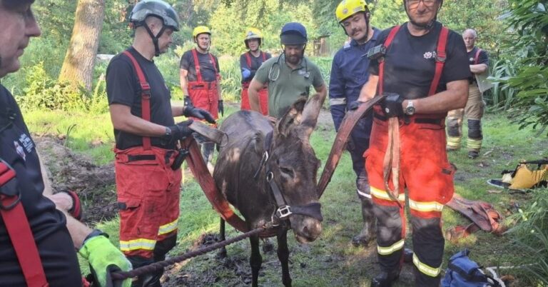 Firefighters Rescue Donkey Stuck in Mud Near Liss