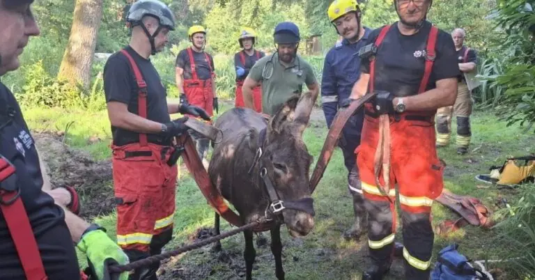 Firefighters Rescue Donkey Stuck in Mud Near Liss