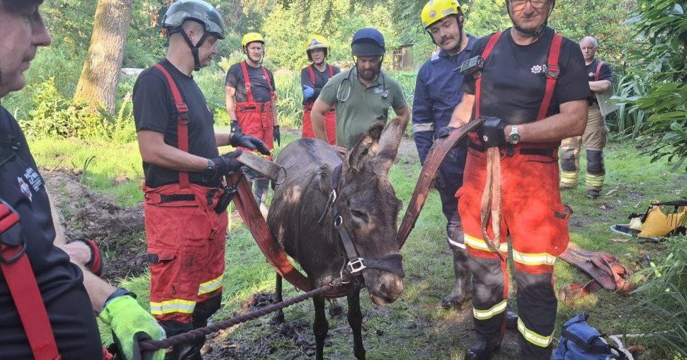 Firefighters Rescue Donkey Stuck in Mud Near Liss