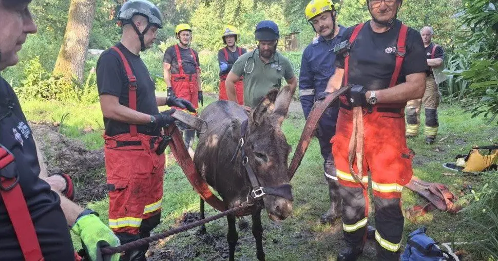 Firefighters Rescue Donkey Stuck in Mud Near Liss
