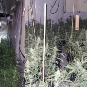 Two Men Arrested After Police Uncover Large Cannabis Factory Near Basingstoke