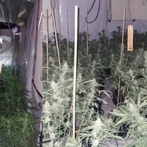 Two Men Arrested After Police Uncover Large Cannabis Factory Near Basingstoke