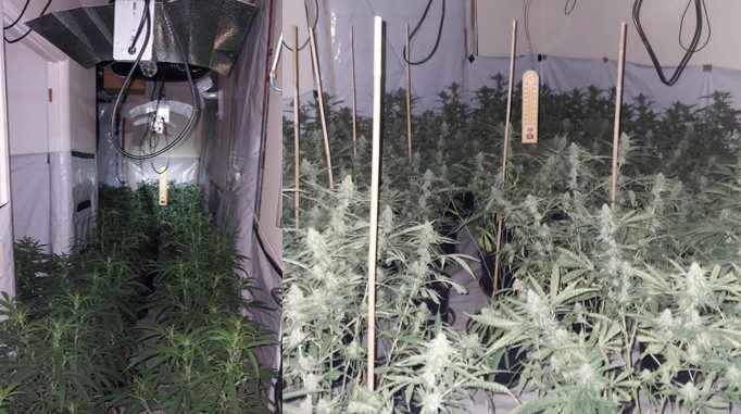 Two Men Arrested After Police Uncover Large Cannabis Factory Near Basingstoke
